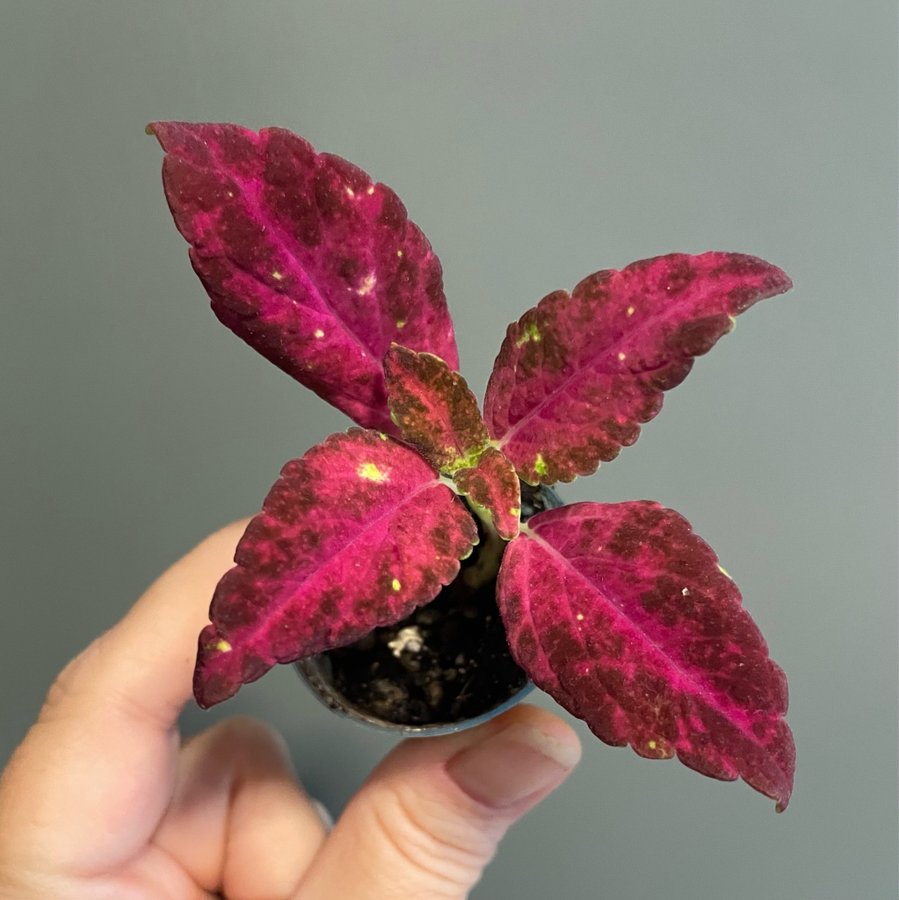 Stella Red rotad stickling palettblad coleus