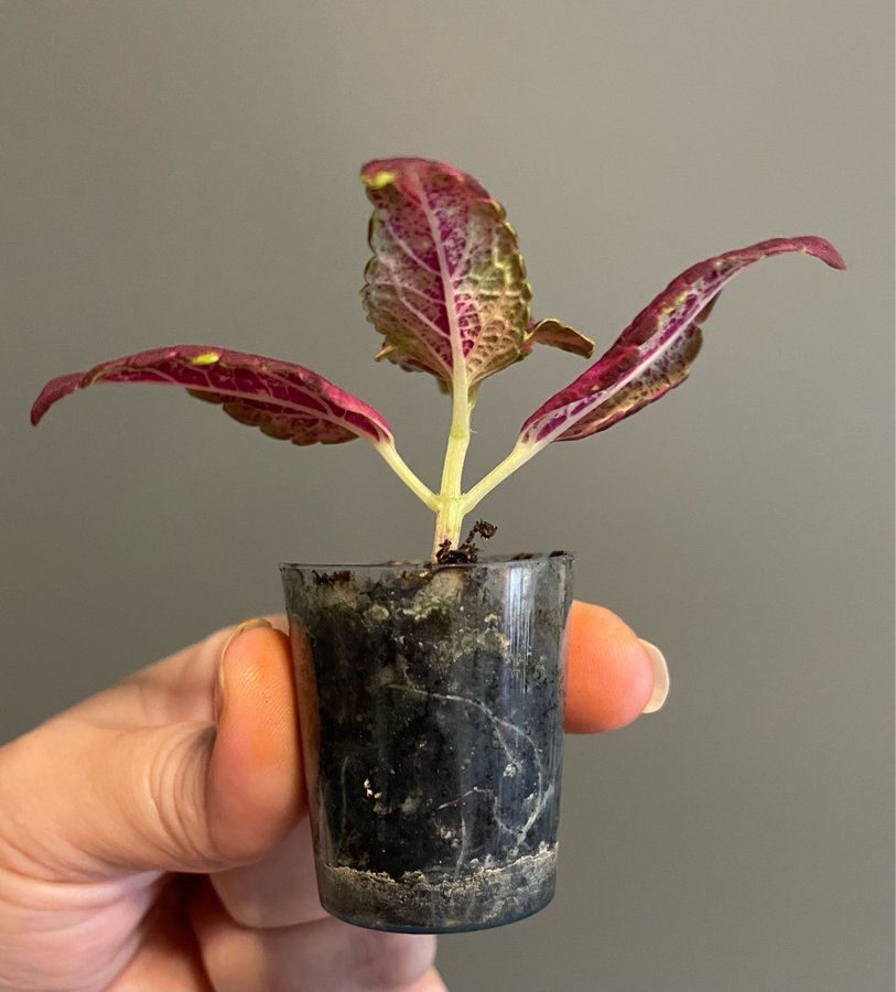 Stella Red rotad stickling palettblad coleus