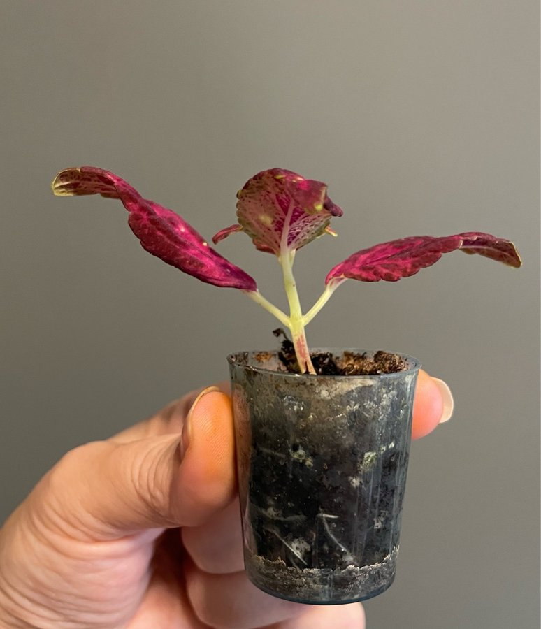 Stella Red rotad stickling palettblad coleus