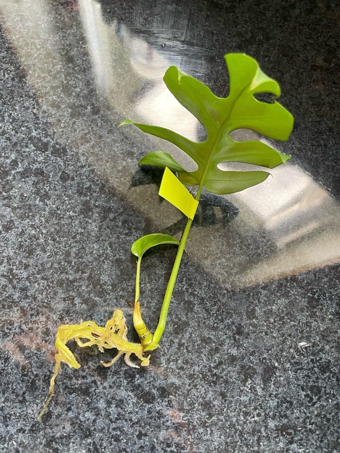 Monstera Deliciosa stickling