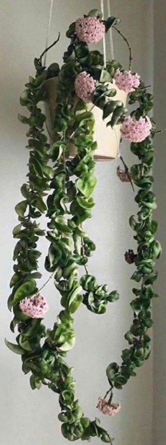 Hoya carnosa 'Compacta' / Porslinsblomma