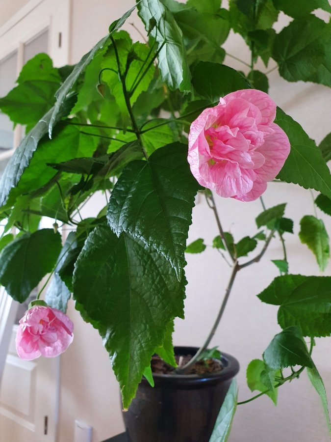 Blomsterlönn-Klockmalva Victorian Lady rosa fyllda blommor 4 sticklingar