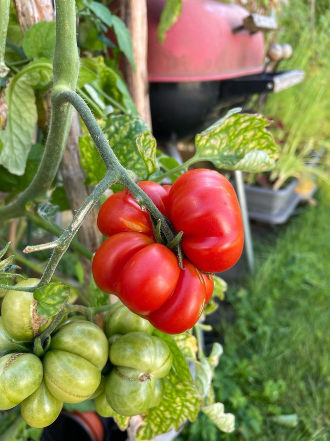 Tomatfrö ’Voyage'