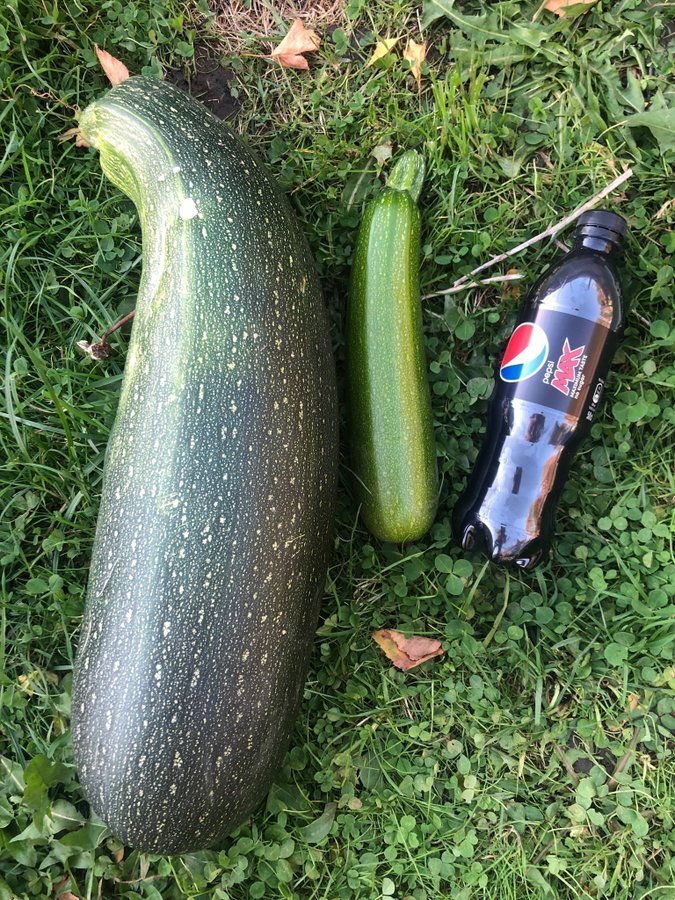 Zucchini 10 st Fröer