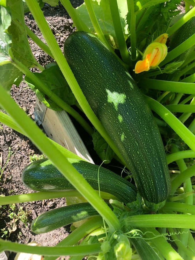 Zucchini 10 st Fröer