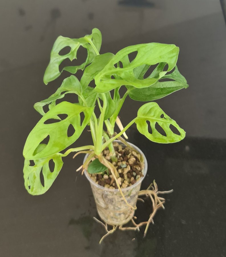 Monstera adansonii mint