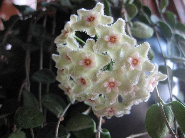 Hoya serpens, vattenrotade sticklingar