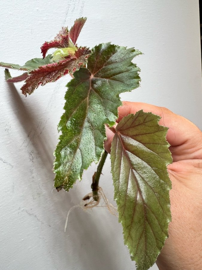 Begonia Margaritae