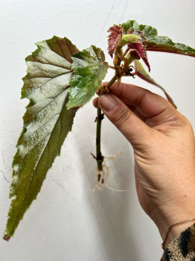 Begonia Margaritae