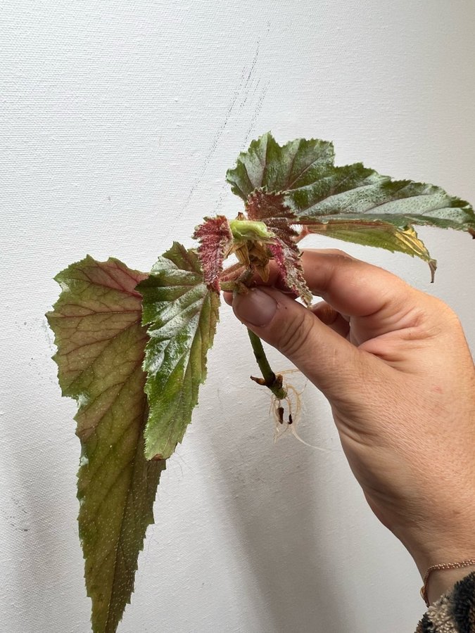 Begonia Margaritae