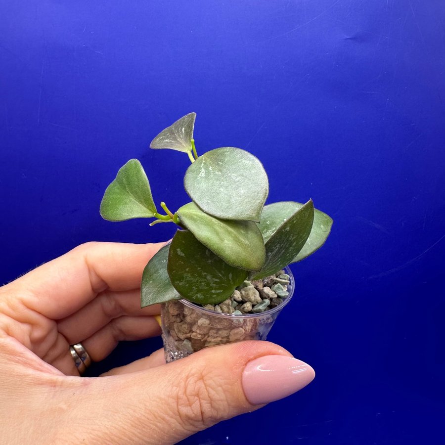 Hoya Collina IR26 - rotade sticklingar