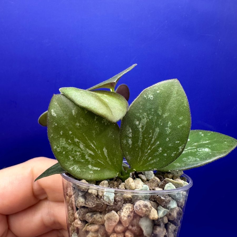 Hoya Collina IR26 - rotade sticklingar