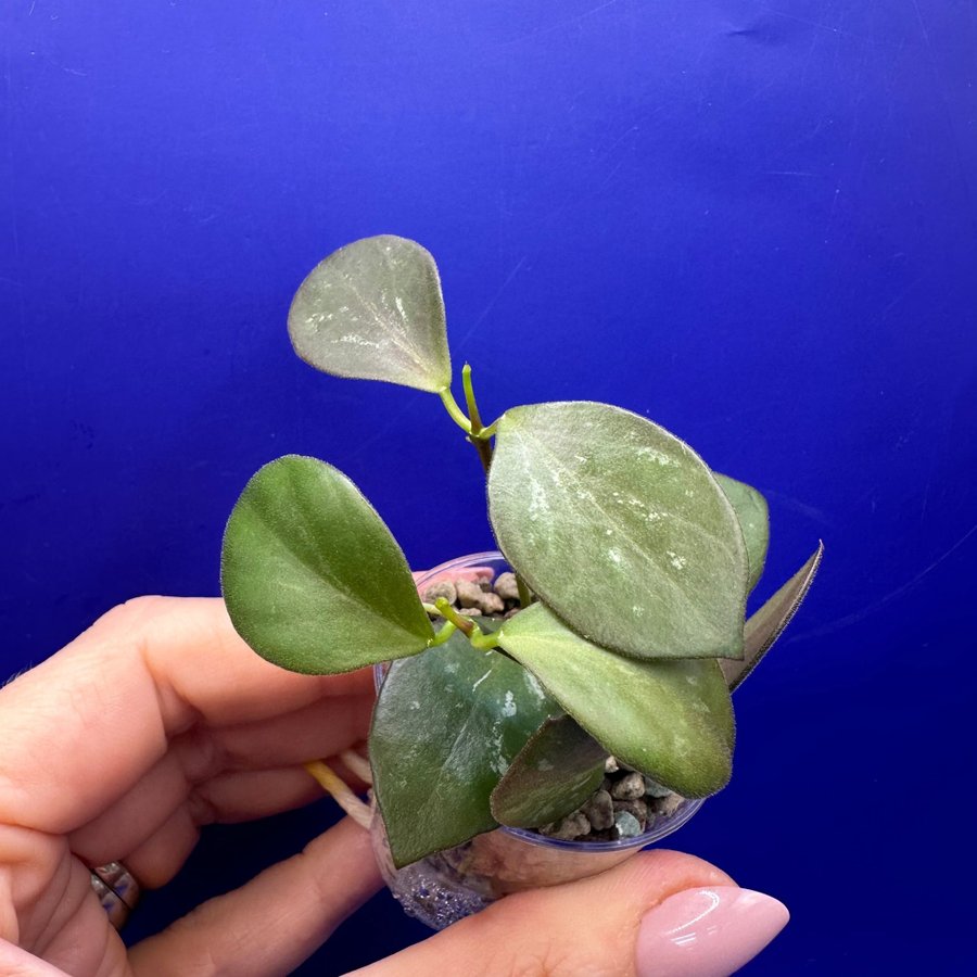 Hoya Collina IR26 - rotade sticklingar