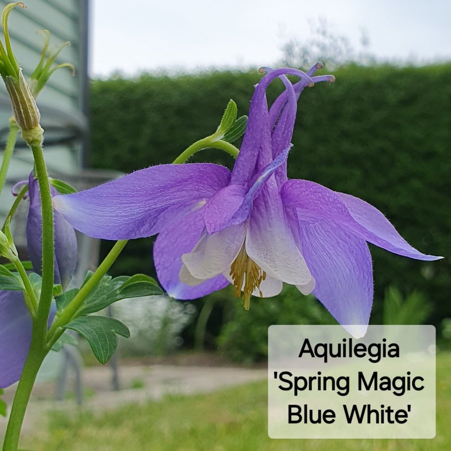 Akleja; Aquilegia 'Spring Magic Blue White'