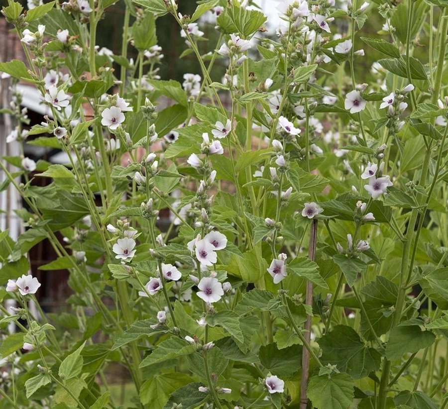 Läkemalva, medicinväxt , perenner, fröer