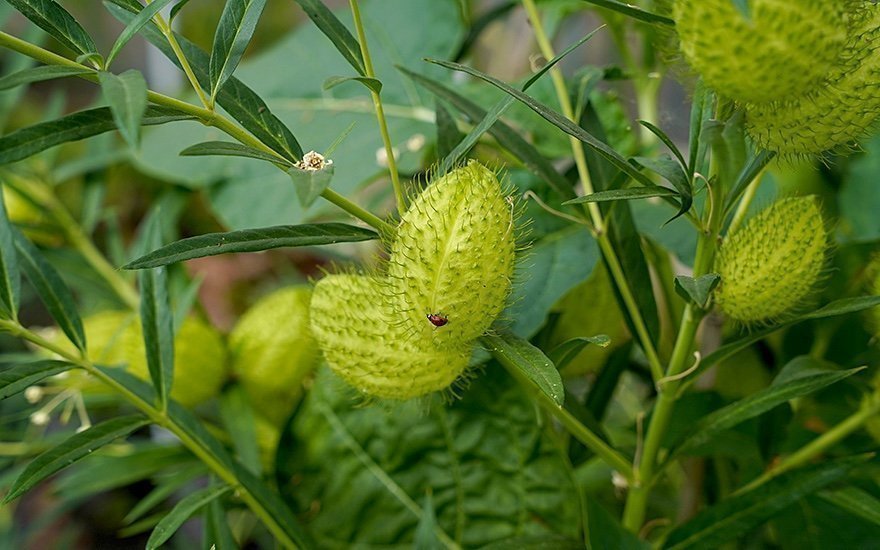 Bomullsmjölk (Gomphocarpus fruticosus) Perenn )