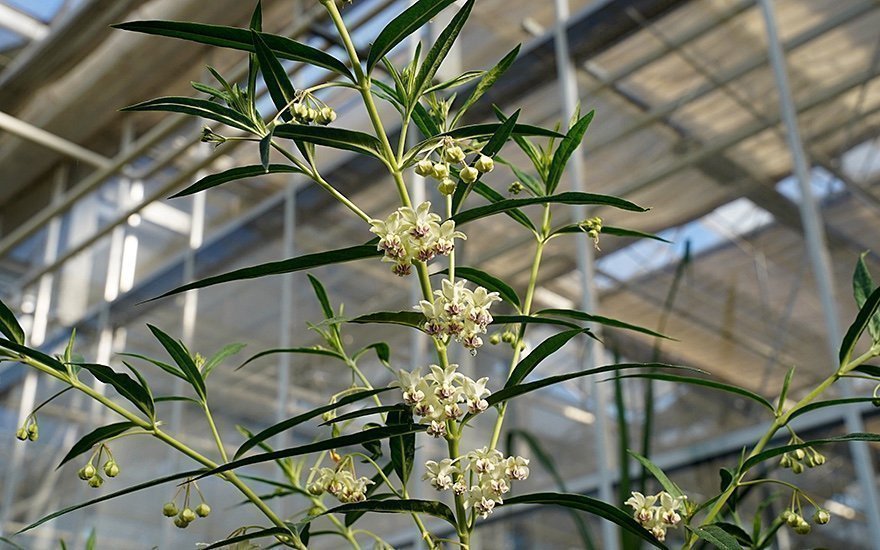 Bomullsmjölk (Gomphocarpus fruticosus) Perenn )