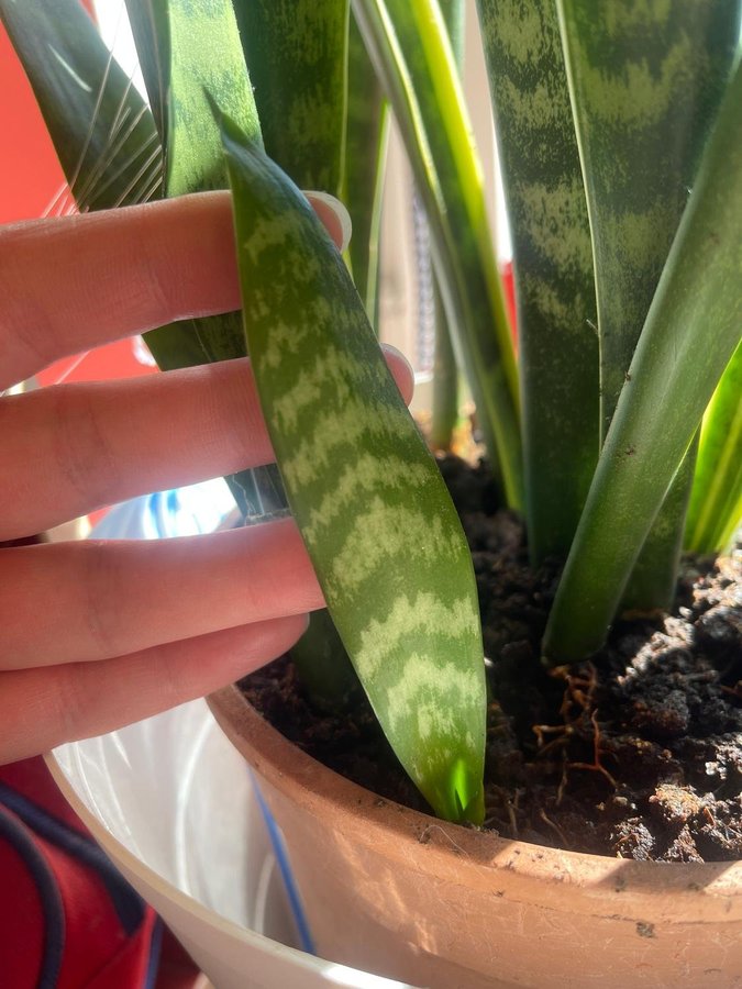 Svärmorstunga Sansevieria trifasciata