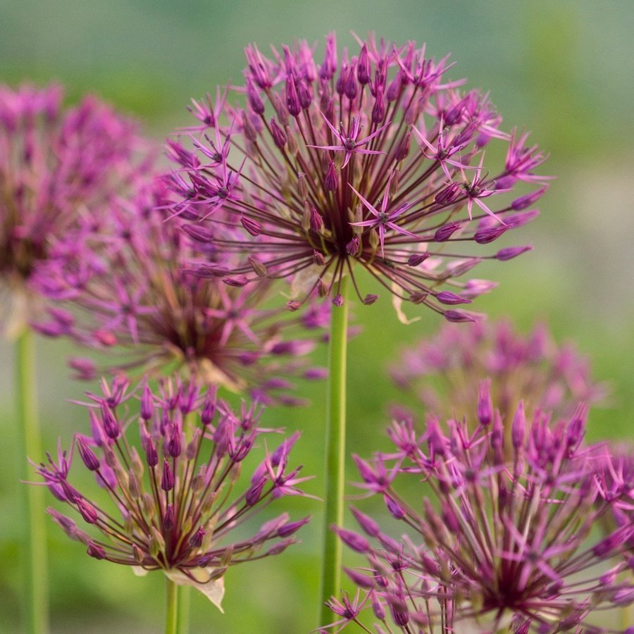 Allium 'Purple Rain'4 lökar