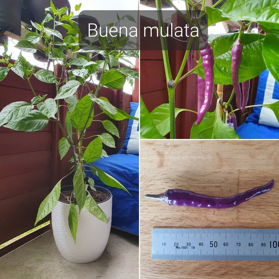 Chili; Buena mulata Chilli 10 st frön