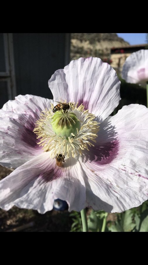 Stokers Blue Odyssey Poppy. 30 frön. P Somniferum. Från Kalifornien, härdig!