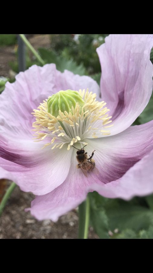 Stokers Blue Odyssey Poppy. 30 frön. P Somniferum. Från Kalifornien, härdig!