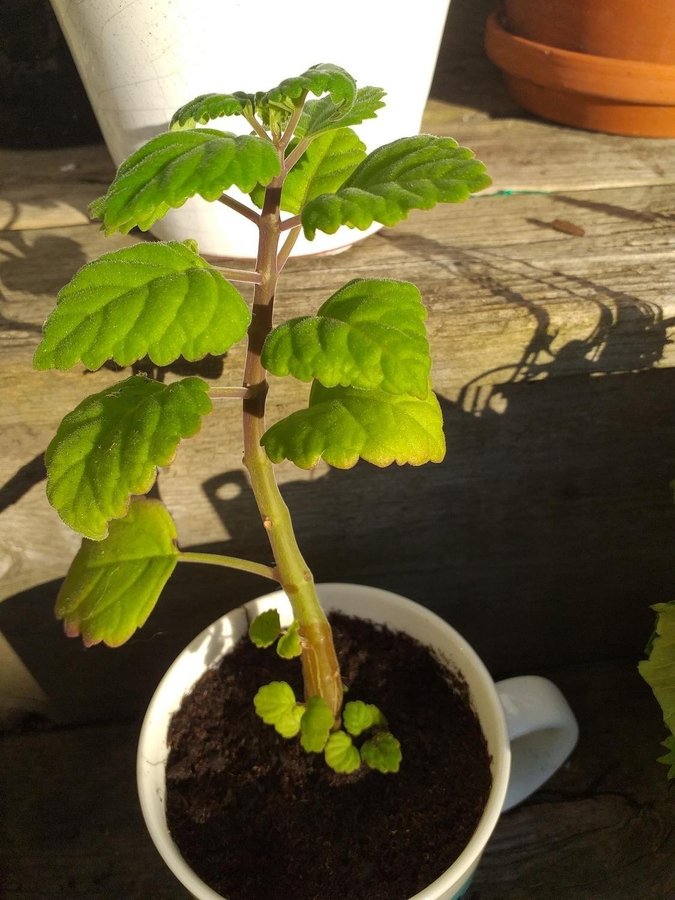 En Bonsai Plectranthus med små blå blommor