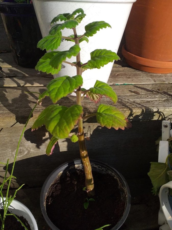 En Bonsai Plectranthus med små blå blommor