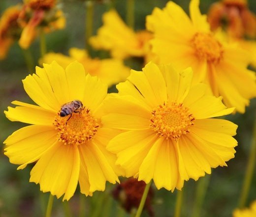 Solöga Coreopsis tinctoria flerårig höjd ca 50cm bl juni-augusti ca 100 frön