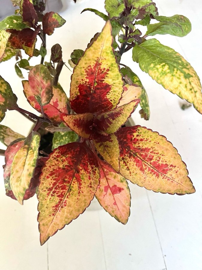 Stickling Palettblad Coleus Yes Mistress