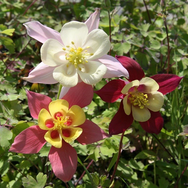 Akleja 'McKana Giants', flerårig, blomtid juni-juli, höjd 75 cm, minst 50 frön