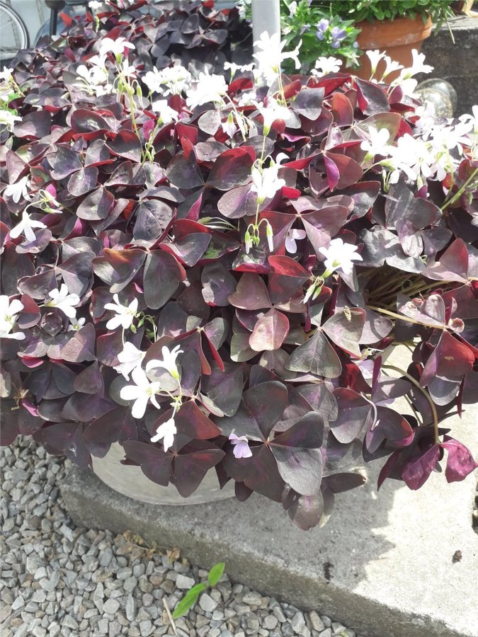 Oxalis Lyckoklöver 5-6 rizomer Röda blad Ljusrosa blommor