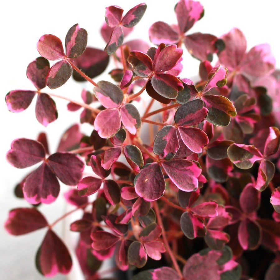 Oxalis Crazy Plum