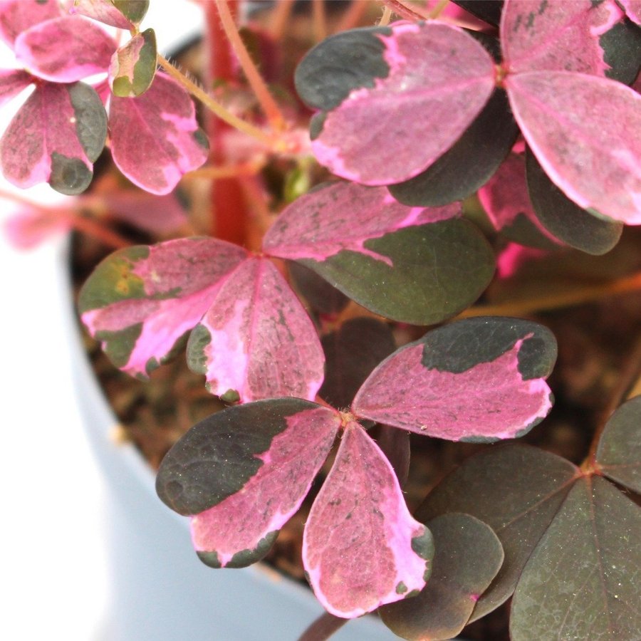 Oxalis Crazy Plum