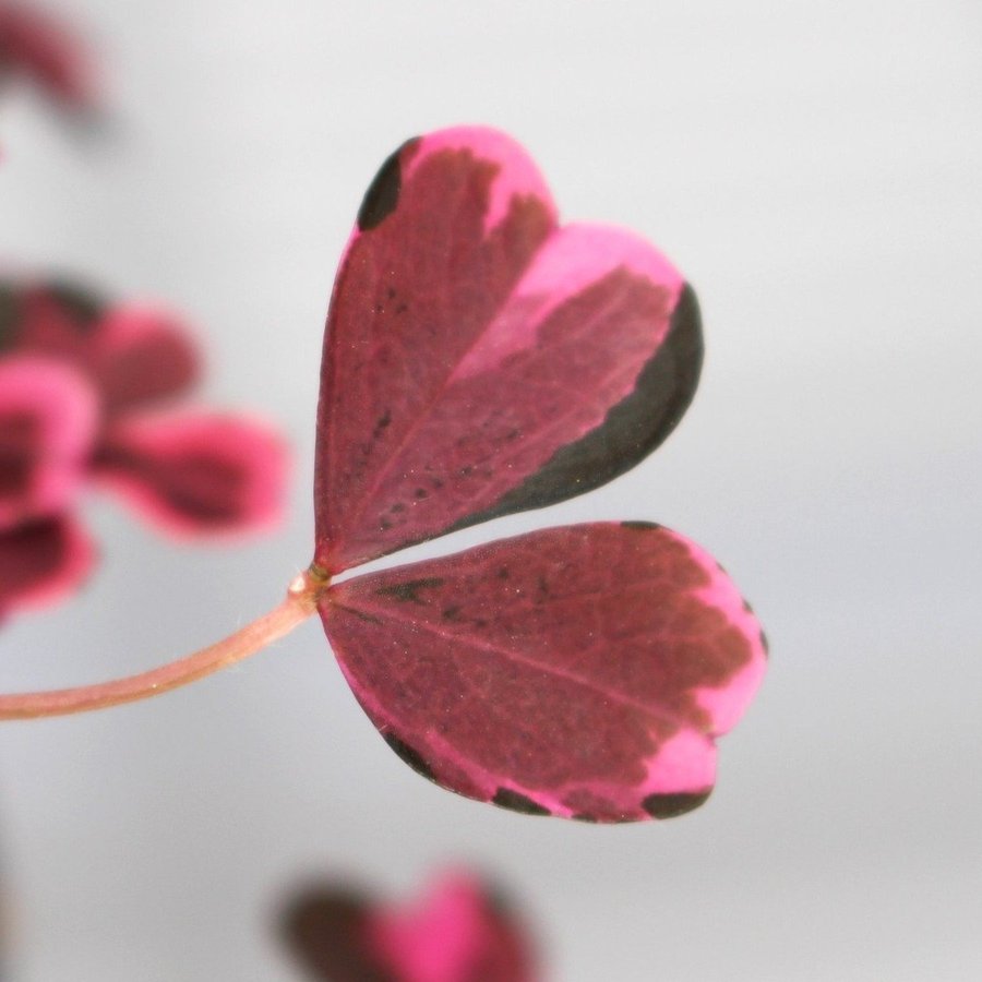 Oxalis Crazy Plum