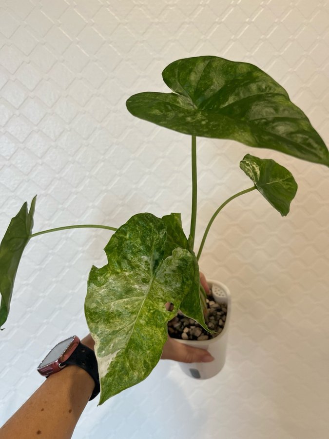 Alocasia Odora Batik