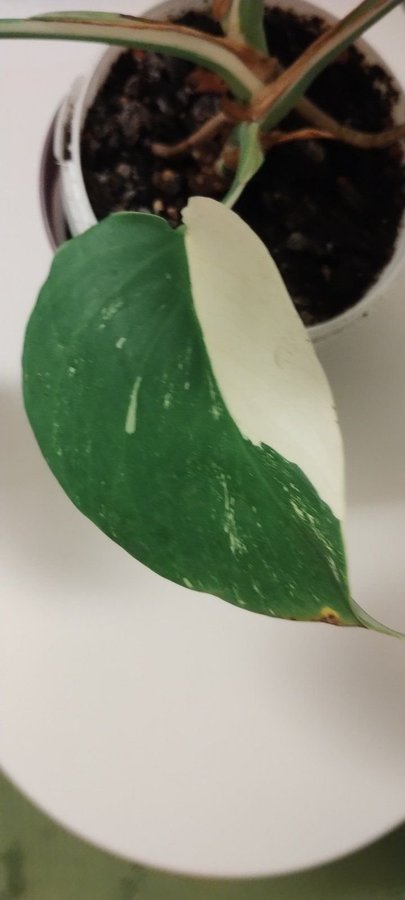 Monstera Variegata