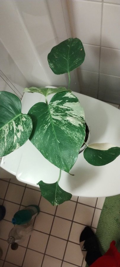 Monstera Variegata