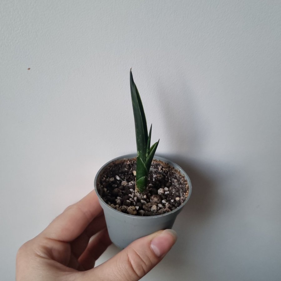 Bebis Sansevieria i jord