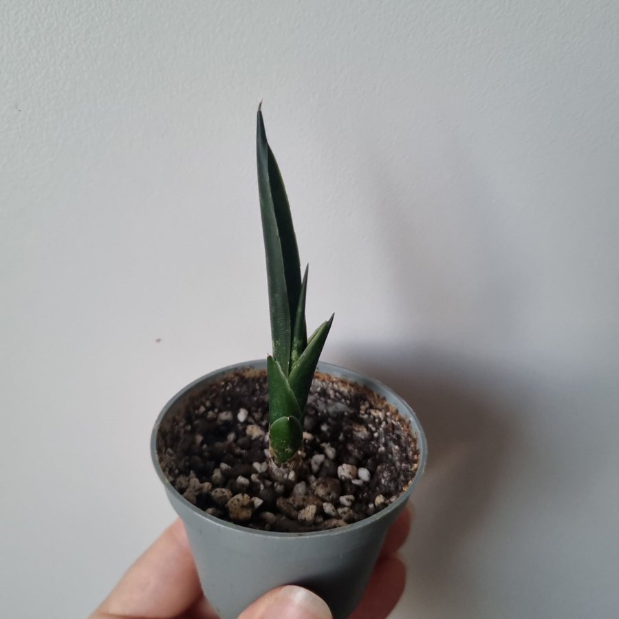 Bebis Sansevieria i jord