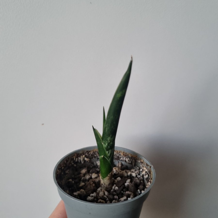 Bebis Sansevieria i jord