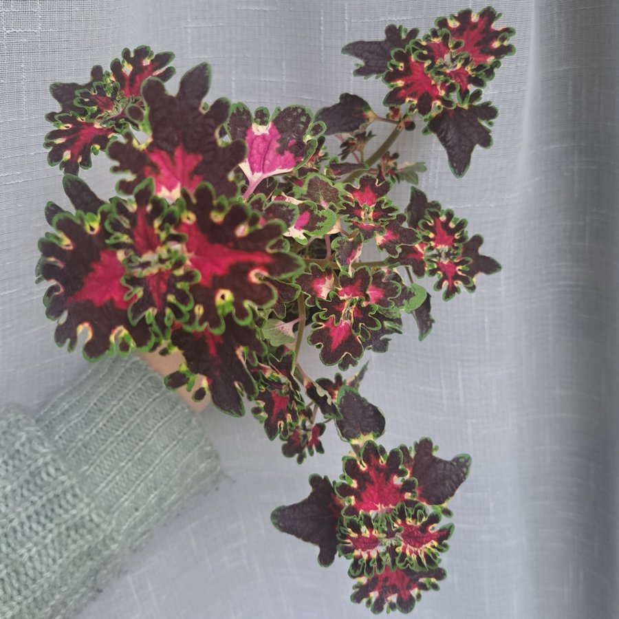 Palettblad | Coleus | Burgundy Wedding Train | TVÅ sticklingar