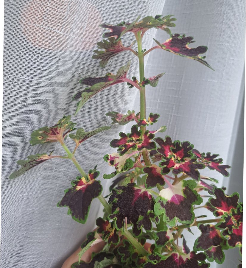 Palettblad | Coleus | Burgundy Wedding Train | TVÅ sticklingar