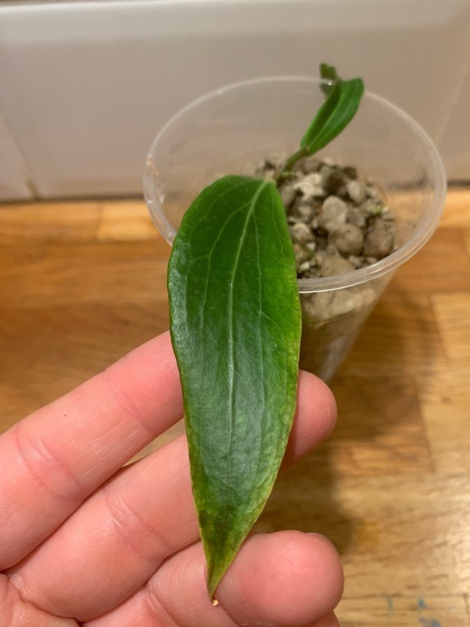 Hoya bordenii