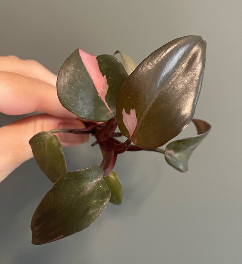 Philodendron pink princess toppstickling