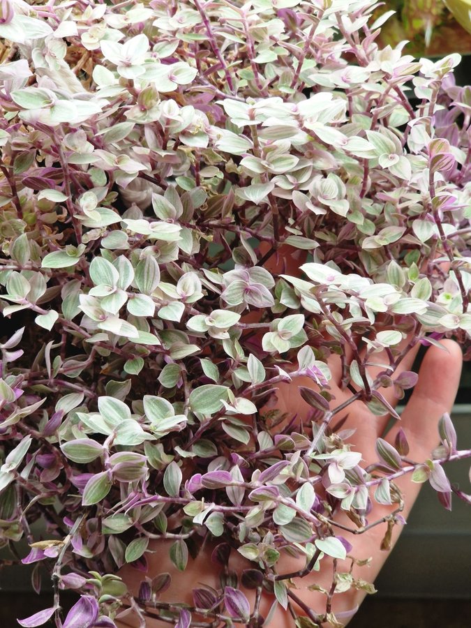 3 st Callisia repens ’Pink Lady’ variegata