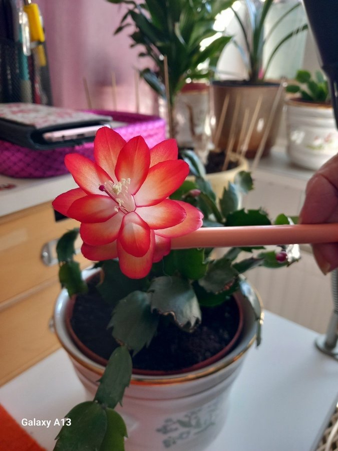 Rotad stickling kaktus schlumbergera röd julkaktusOBS!!! SISTA FÖR I ÅR!!!