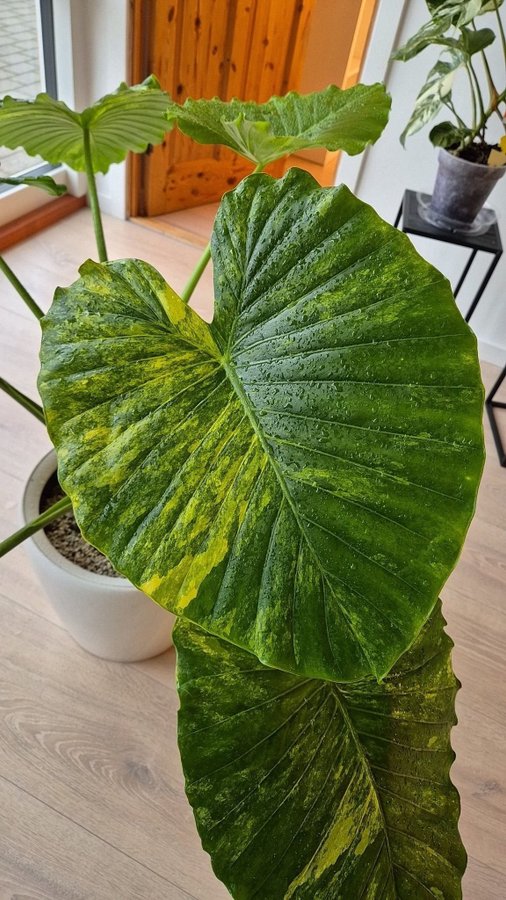 Alocasia gageana aurea corms