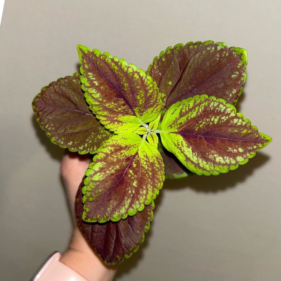 Coleus palettblad fröis efter Hot lips stickling #53