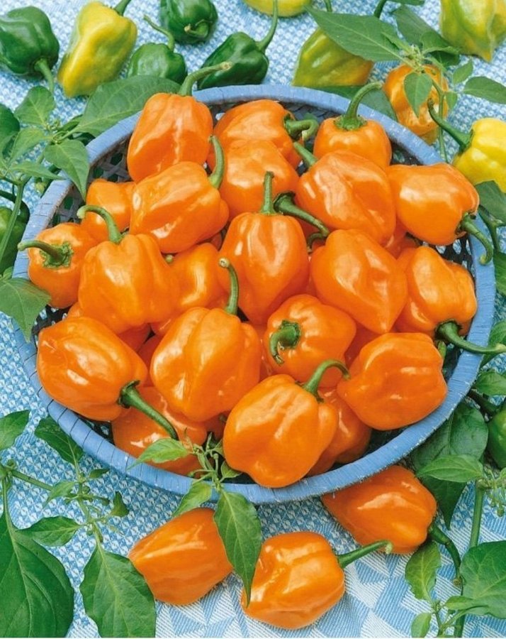 Havannapeppar 'Habanero Orange/gul ca 10 frön